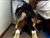 Zoo XXX Video - Bitch clothed up hot for her dog